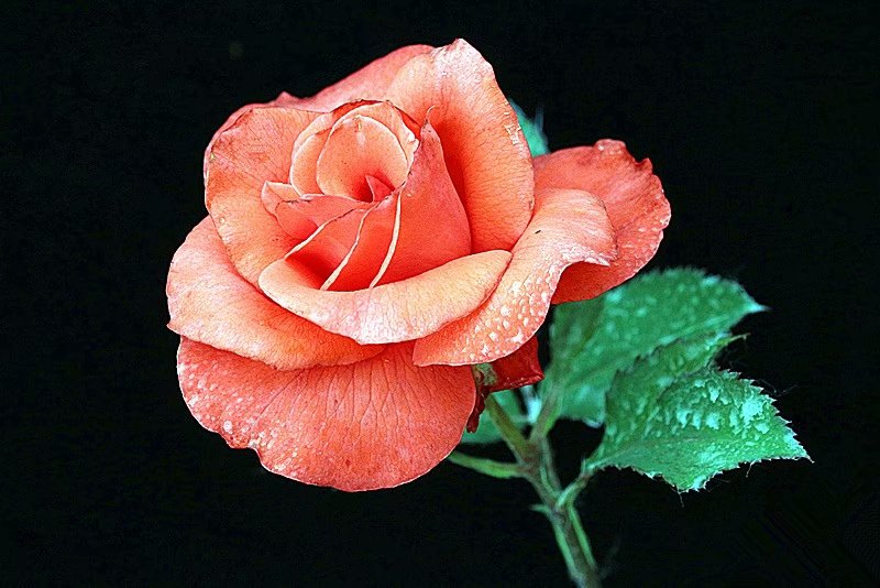 psb (1).jpg